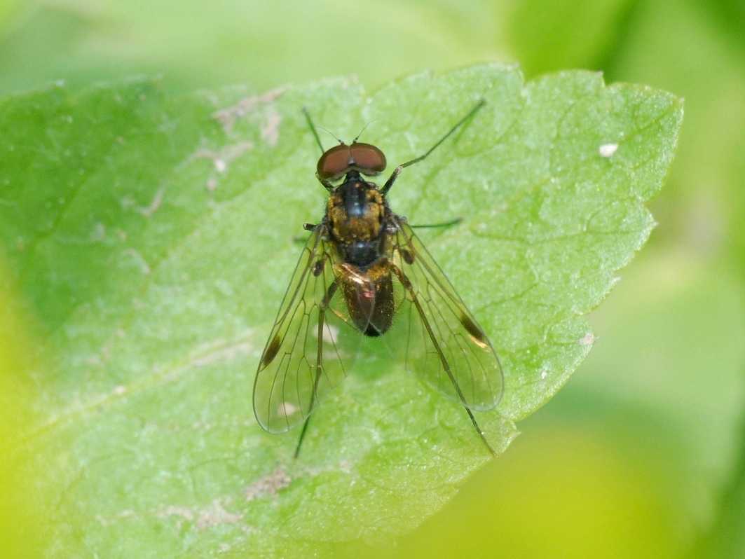 Chrysopilus cfr cristatus